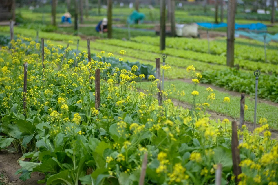 Nông sản đang có hàng